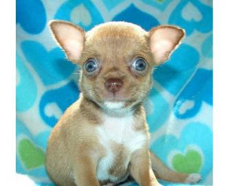S?sse Mini-Chihuahua-Welpen