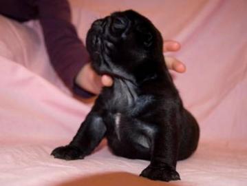 MINI MOPS WELPEN FUR 100EUROS