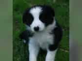 Reinrassige Border-Collie Welpen in schw