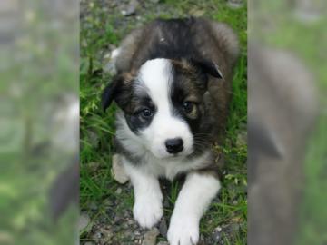 Reinrassige Border-Collie Welpen in schw