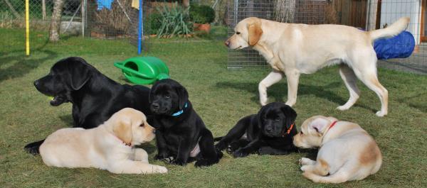 Super Labrador Welpen. 