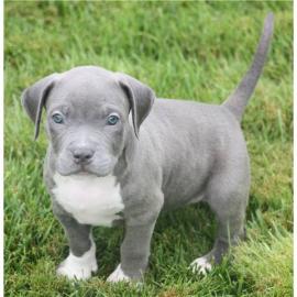 American Welpen Blue-Line Pit Bull