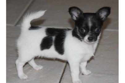 Mini und normal Chihuahua Welpen suchen