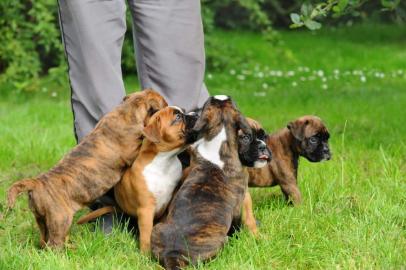Boxer Welpen. 