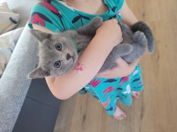Seltenes schneewei?es Russian blue K?tzc