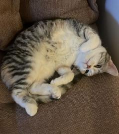 Katze weiblich 7 Monate ab sofort