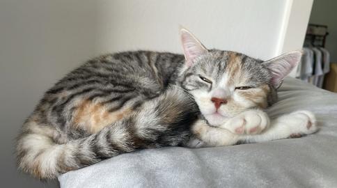 Katze weiblich 7 Monate ab sofort