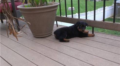 Supersch�ne Rottweiler-Welpen