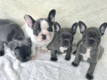 Franz?sische Bulldoggen mit Stammbaum. Wh