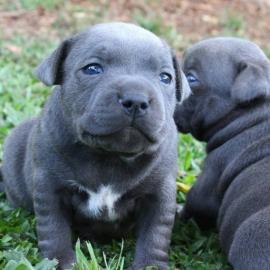 Pitbul-Welpen whatsapp Nummer +436504851