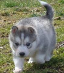 Entz�ckender sibirischer Husky