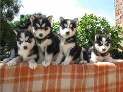 3 Siberian Husky Welpen