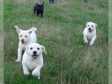 Wunderbare Labrador-Welpen