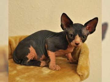 Canadische Sphynxkatze
