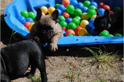 franz�sische Bulldogge n mit Papiere -
