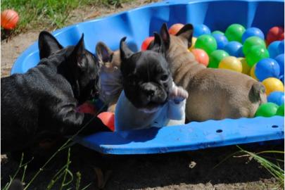 franz�sische Bulldogge n mit Papiere -