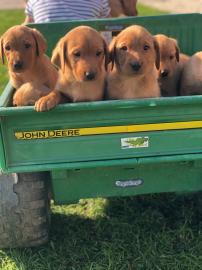 Atemberaubende Fox Red Labrador-Welpen