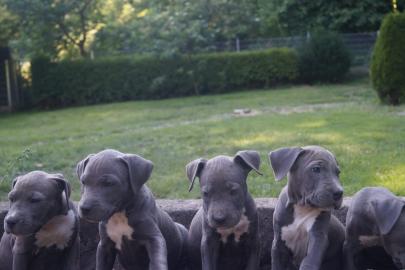 American staffordshire Terrier Blue-Line