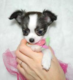 Mini Chihuahua Welpen (weiblich) &(m�nnl