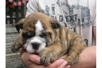 Wundersch�ne, Gesunde English Bulldog We