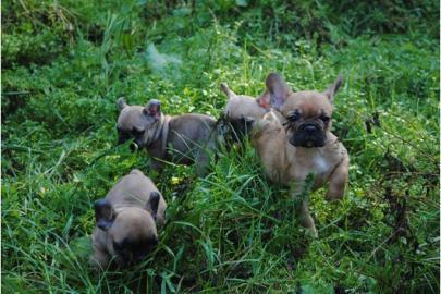 Franz. Bulldoggen Welpen choco linie