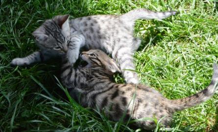 SAVANNAH F6SBT Katzenbabys