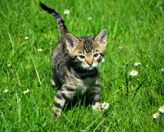 SAVANNAH F6SBT Katzenbabys