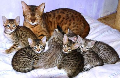 SAVANNAH F6SBT Katzenbabys
