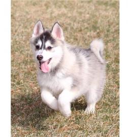 Atemberaubende Pomsky Welpen zur adoptio