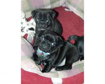 Mops Welpen
