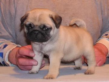 Mops Welpen