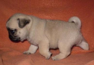 Mops Welpen
