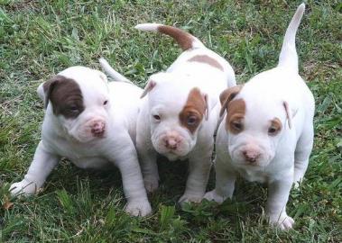gesunde pitbull welpen zur verf�gung