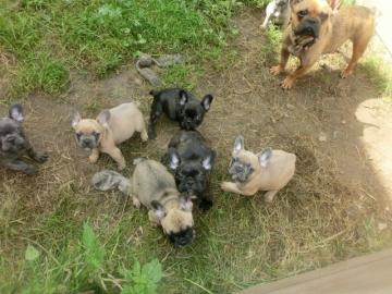 Traumhafte Franz�sische Bulldoggen Welpe