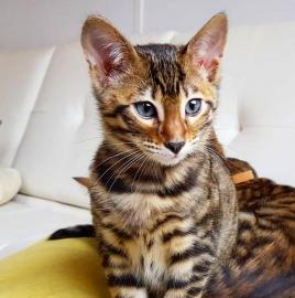 Super Toyger m?nnlich und weiblich