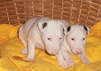 Wundervolle Miniatur Bullterrier aus pll