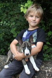Wundervolle Miniatur Bullterrier aus pll