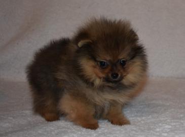 POMERANIAN Zwergspitz Welpe Boo