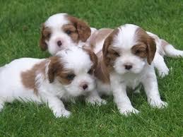 Cavalier King Charles Spaniel Welpen 12