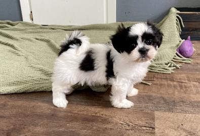 M�nnliche und weibliche Shih Tzu Welpen