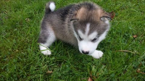 Siberian Husky Welpen ab zugeben