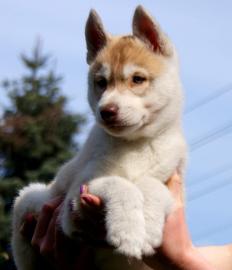 Reinrassige Siberian Husky Welpen