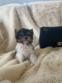 Yorkshire Terrier Welpen zu verkaufen