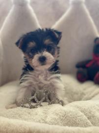 Yorkshire Terrier Welpen zu verkaufen