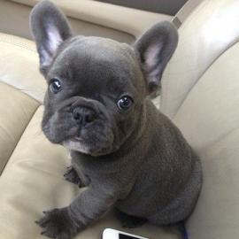 franz�sische Bulldog Welpen