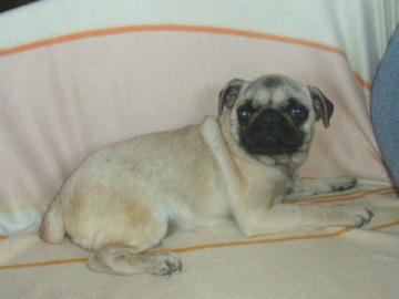 Mops Bub