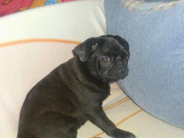 Mops Bub