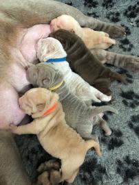 Shar Pei Welpen zu verkaufen. 