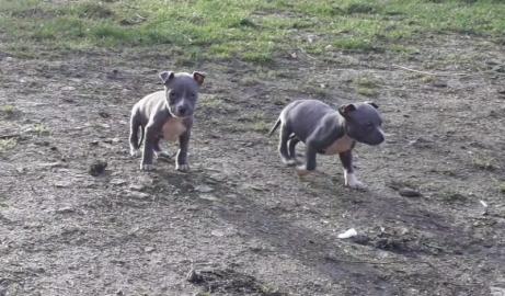 S��e Pitbull Blueline welpen