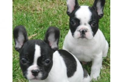 Franz�sische Bulldoggen Welpen in blau n